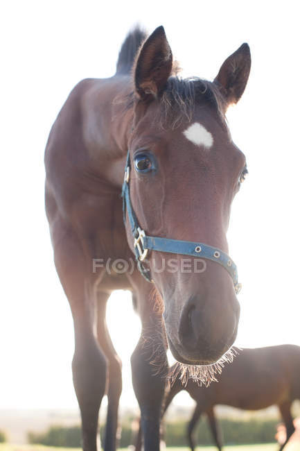 Низкий угол обзора красивой коричневой лошади, смотрящей на камеру — стоковое фото