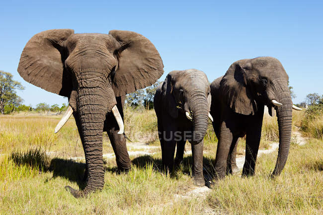 Tres elefantes africanos caminando en Botswana, África - foto de stock
