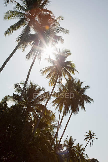 Солнечный свет сквозь пальмы, Перхентиан Кесил, Малайзия — стоковое фото