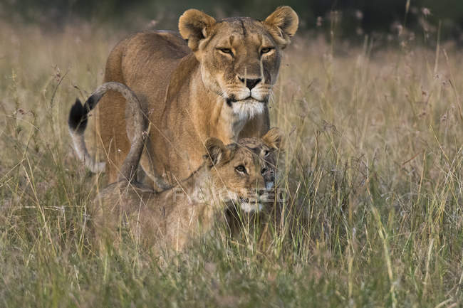 Львица и два маленьких детеныша, стоящие в траве в Масаи Мара, Кения — стоковое фото