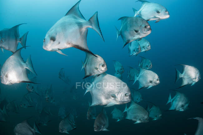 Tiro subaquático de peixes da pá atlântica da escola, Quintana Roo, México — Fotografia de Stock