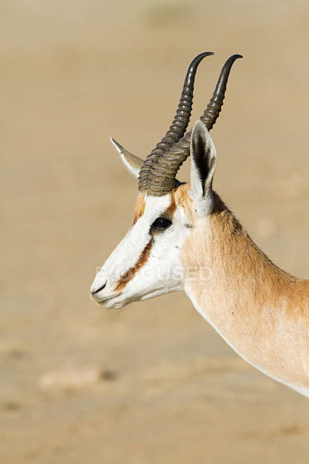 Side view of springbok, africa — Stock Photo