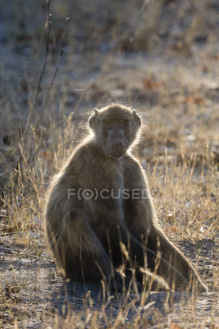 Um babuíno Chacma sentado no chão com grama durante o pôr do sol em Okavango Delta, Botsuana — Fotografia de Stock