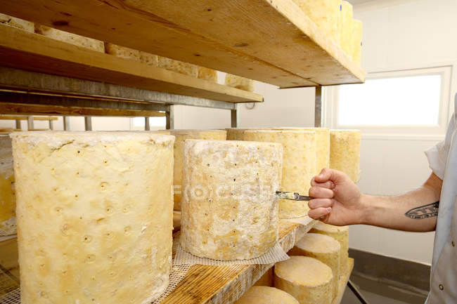 Vista de perto do fabricante de queijo mão coring Stilton para verificar a formação do molde — Fotografia de Stock