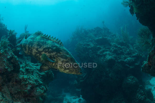 Underwater shot of goliath grouper among rocks, Quintana Roo, Mexico — Stock Photo