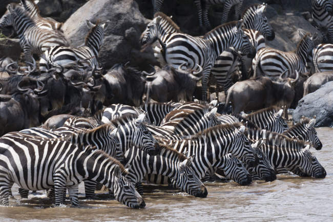 Sovvenzioni zebre e gnu bere al fiume Mara, Masai Mara National Reserve, Kenya — Foto stock