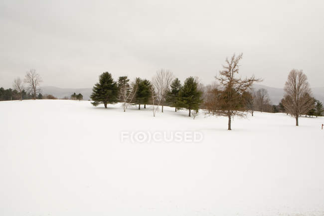 Winter scene with trees and snowy hill in winter, USA — Stock Photo