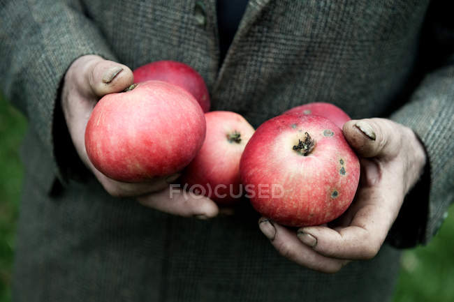 Man in gray jacket holding red apples — Stock Photo