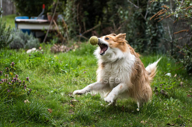 Домашняя собака играет с игрушечным мячом — стоковое фото