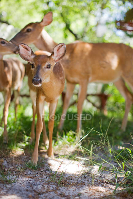 Three beautiful young brown deer in forest — Stock Photo