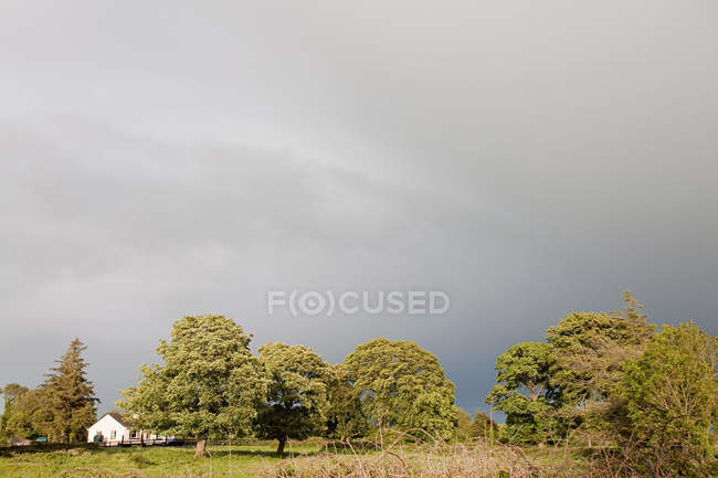 Árboles y casa o casa de campo en día nublado, Co. Galway, Irlanda - foto de stock