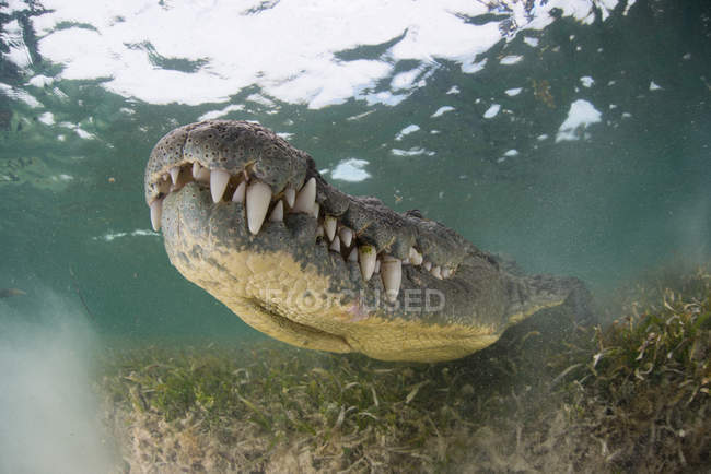 Crocodile sur fond marin, Xcalak, Quintana Roo, Mexique, Amérique du Nord — Photo de stock