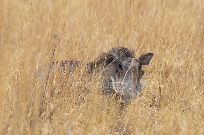 Бородавочник прячется в траве и смотрит в камеру — стоковое фото