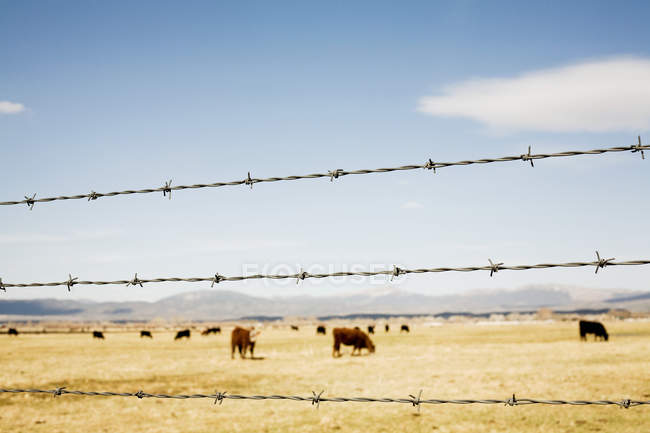 Prärie-Rinder und Stacheldrahtzaun, Nevada, USA — Stockfoto