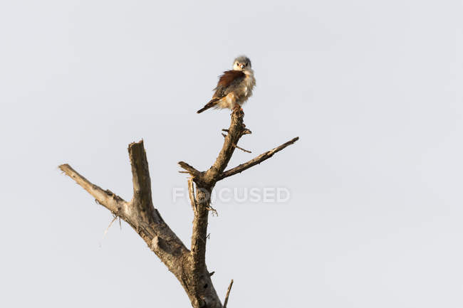 Pigmy falcon, Poliohierax semitorquatus, Tsavo, Kenya — Stock Photo