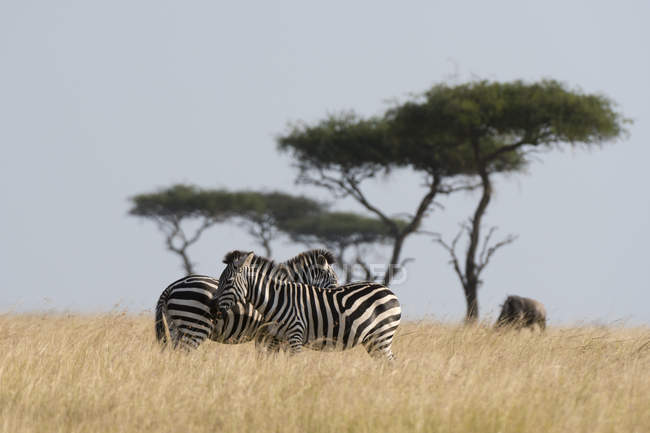 Octroie des zèbres sur le terrain dans la réserve nationale du Masai Mara, Kenya — Photo de stock