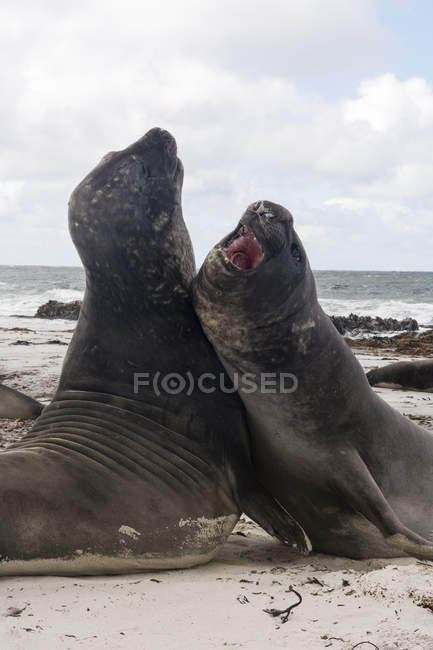 Южные тюлени-слоны сражаются на берегу моря — стоковое фото