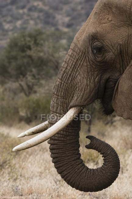 Vista lateral del elefante africano en Kalama conservancy, Samburu, Kenia - foto de stock