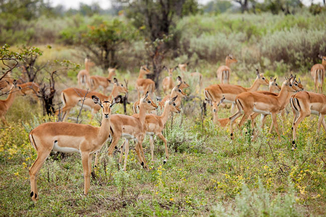 Herd of Female Impalas in piedi sull'erba in Botswana, Africa — Foto stock