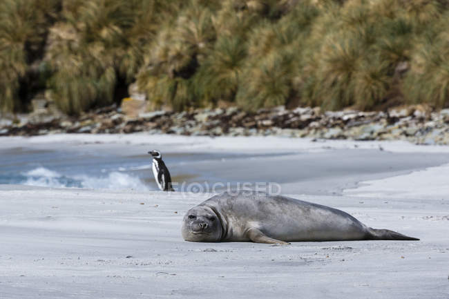 Южный тюлень отдыхает на пляже, пингвин стоит у воды — стоковое фото