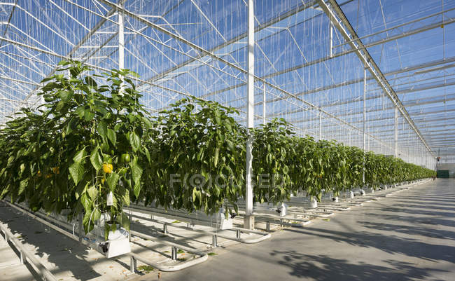 Peperoni coltivati in serra, Zevenbergen, Brabante settentrionale, Paesi Bassi — Foto stock