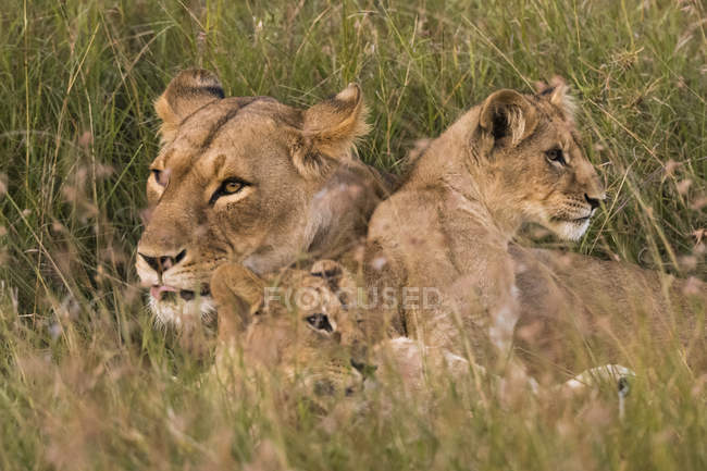 Leona y dos pequeños cachorros tumbados en la hierba en Masai Mara, Kenia - foto de stock