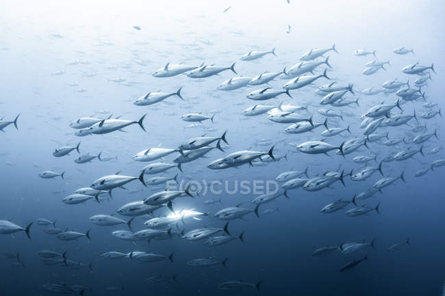 Escola de atum albacora, Arquipélago de Revillagigedo, Tamaulipas, México — Fotografia de Stock