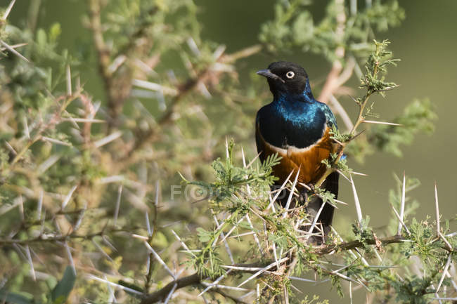 Superstarling Vogel sitzt auf Baum im Samburu National Reserve, Kenia — Stockfoto