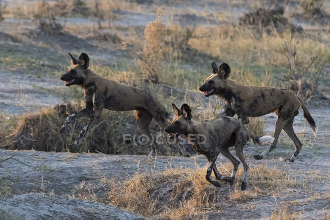 Drei afrikanische Wildhunde, die in Savuti, Chobe Nationalpark, Botswana laufen — Stockfoto