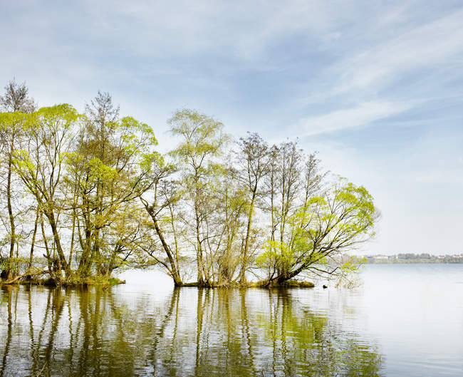 Alberi verdi che crescono dal lago contro il cielo con nuvole — Foto stock