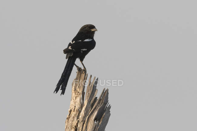 Дикая птица сидит на ветке сухого дерева в Савути, Национальный парк Чобе, Ботсвана — стоковое фото