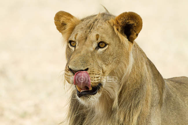 Vista de cerca de hermosos labios de león africano lamiendo con la lengua hacia fuera, disparo en la cabeza - foto de stock