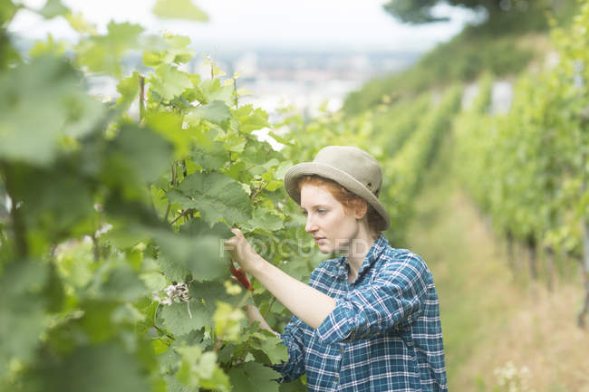 Jovem mulher trabalhando em vinhedo, Baden Wurttemberg, Alemanha — Fotografia de Stock