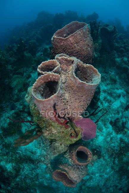 Spugne su fondali marini, Xcalak, Quintana Roo, Messico, Nord America — Foto stock
