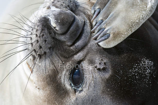 Ritratto di foca elefante meridionale sulla spiaggia — Foto stock