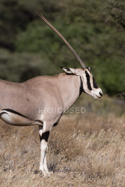 Vista lateral de Beisa oryx com chifres longos em pé em Kalama Conservancy, Samburu, Quênia — Fotografia de Stock
