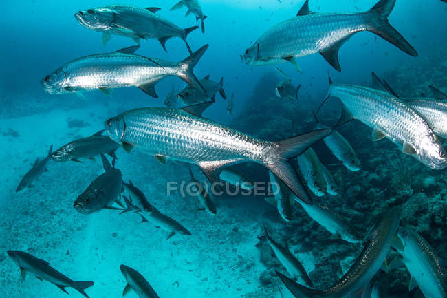 Unterwasseraufnahme großer Tarpon-Fische beim Schwimmen, quintana roo, Mexiko — Stockfoto