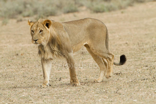 Visão de comprimento total da bela leoa africana majestosa no deserto — Fotografia de Stock