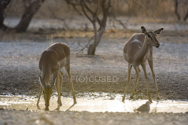 Jóvenes impalas machos y hembras bebiendo agua al amanecer - foto de stock