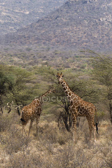 Jirafas reticuladas, Kalama conservancy, Samburu, Kenia - foto de stock
