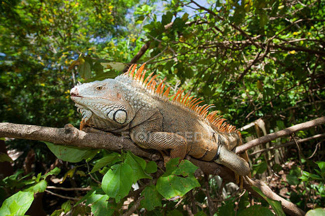 Large lizard sitting on branch with green leaves — Stock Photo