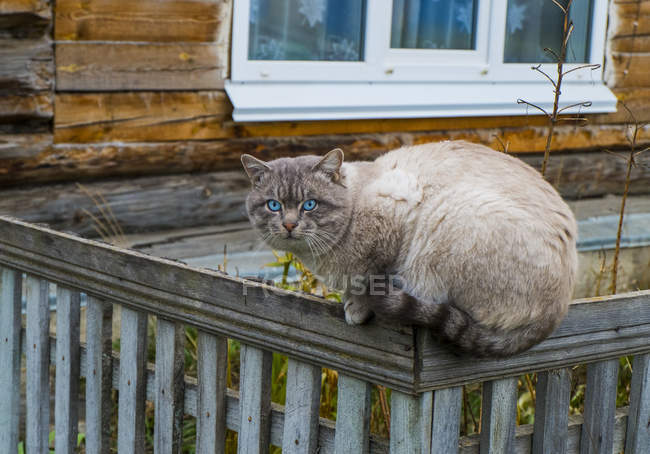Porträt einer blauäugigen Katze auf Gartenzaun — Stockfoto