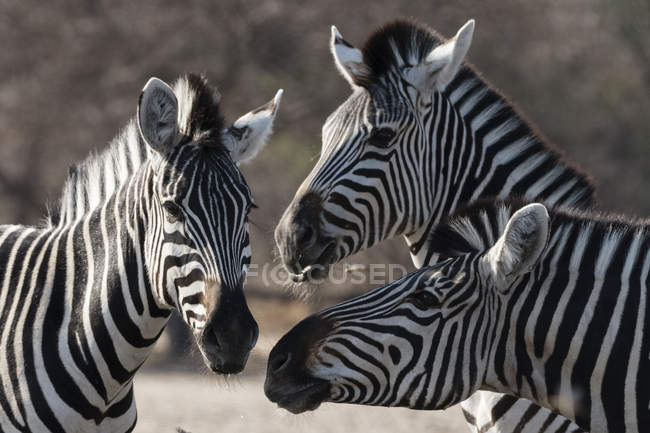 Tres cebras de Burchells en Kalahari, Botswana - foto de stock