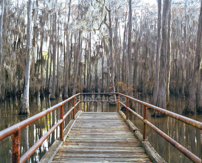 Molhe de madeira no pântano com árvores, Louisiana, EUA — Fotografia de Stock