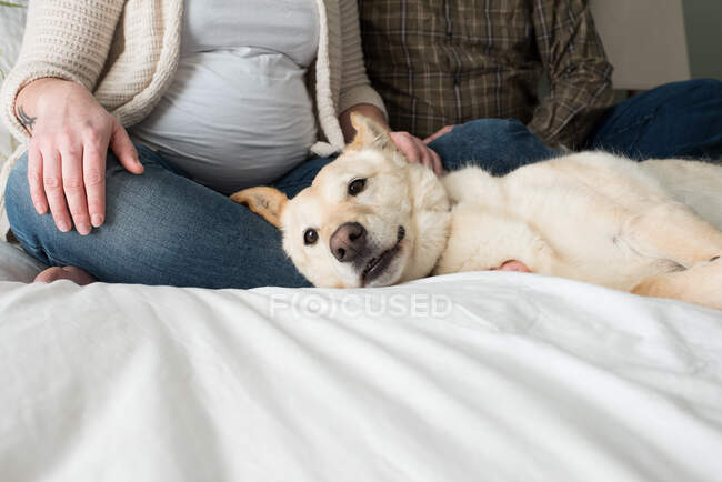 Pregnant woman sitting with partner on bed, dog lying on bed beside them, low section — Stock Photo