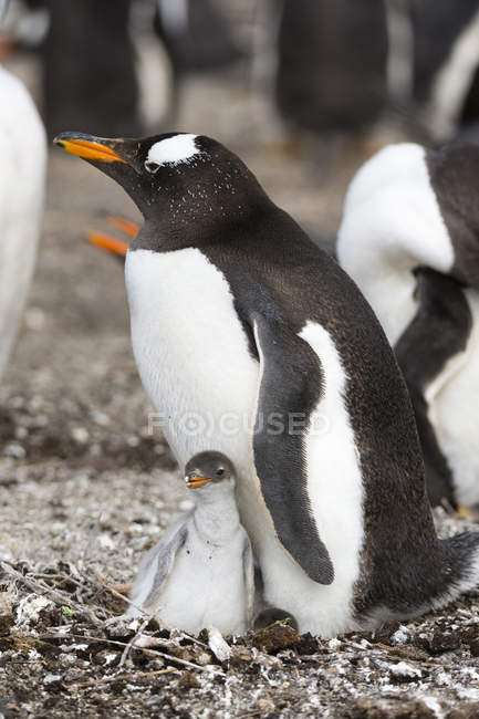 Pinguino Gentoo con pulcino, Port Stanley, Isole Falkland, Sud America — Foto stock