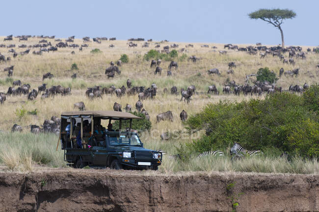 Un veicolo safari nella Riserva Nazionale Masai Mara, Kenya, Africa — Foto stock