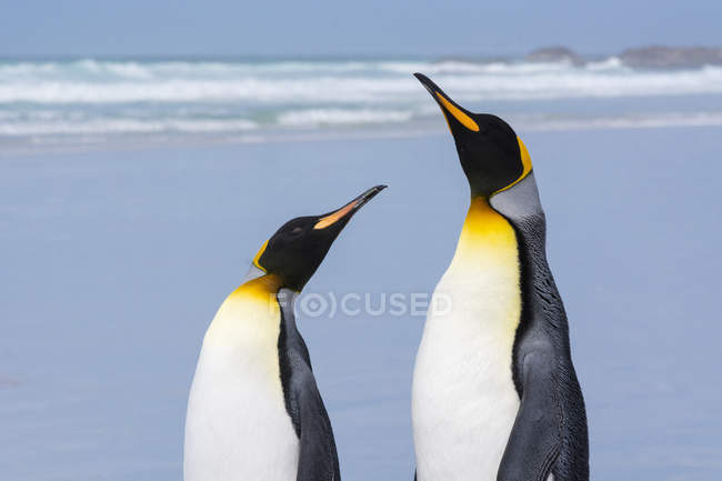Retrato de dos pingüinos rey en la playa de arena, Port Stanley, Islas Malvinas, América del Sur - foto de stock
