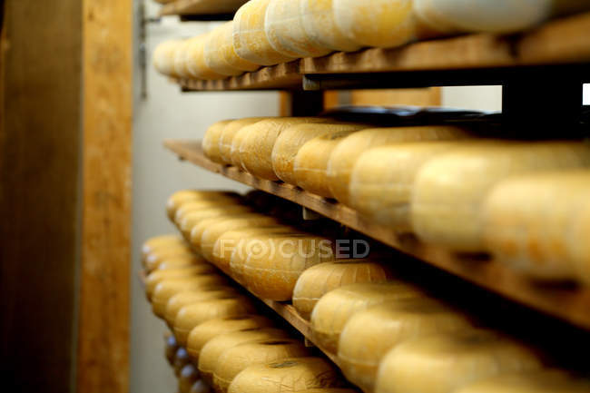 Shelves of hard cheeses stored to mature in ageing room — Stock Photo