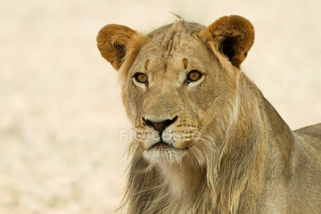 Vista del león hembra, primer plano, África - foto de stock
